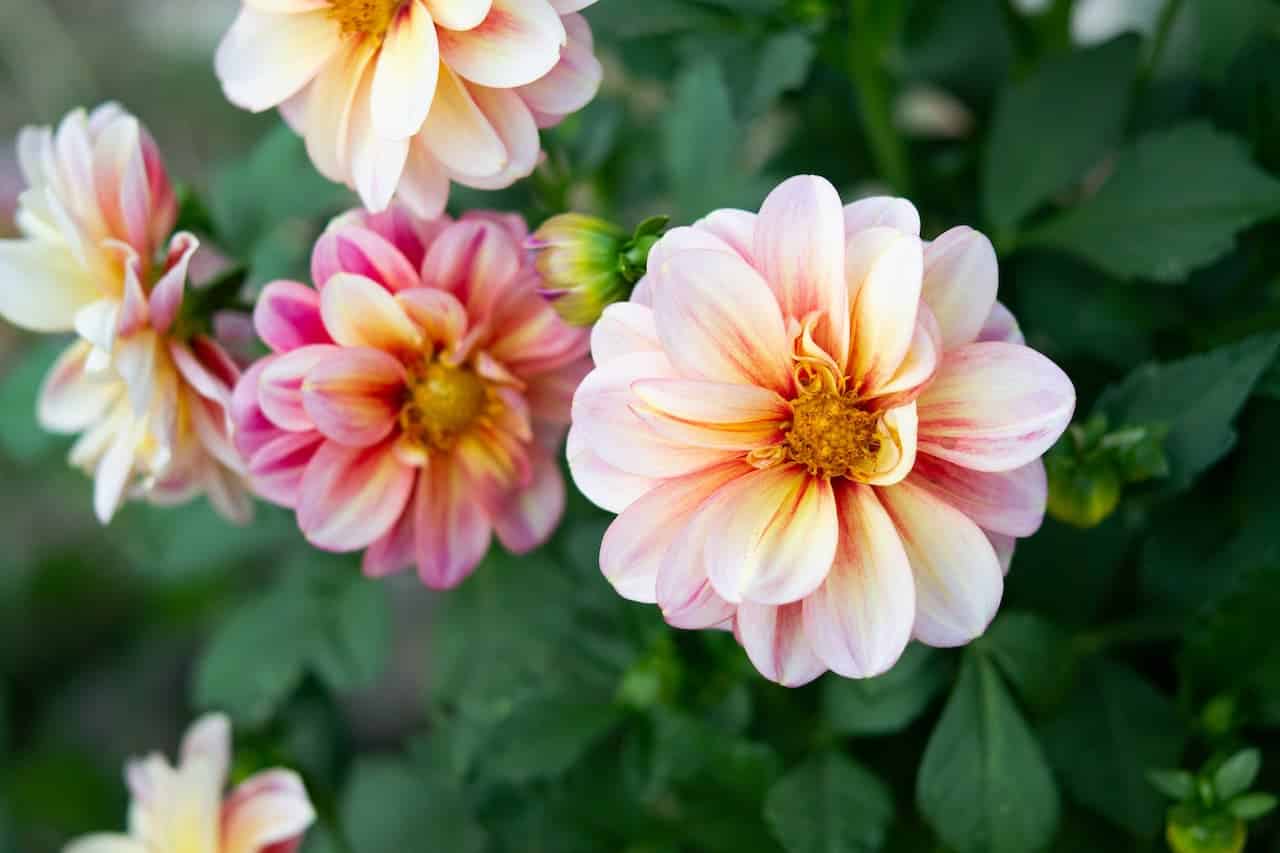 PERENNIALS FOR SHADE THAT BLOOM ALL SUMMER