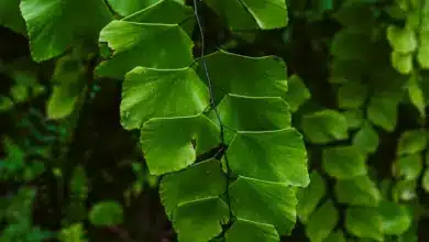 A Perfect 10 Foliage Plants for August Refreshment