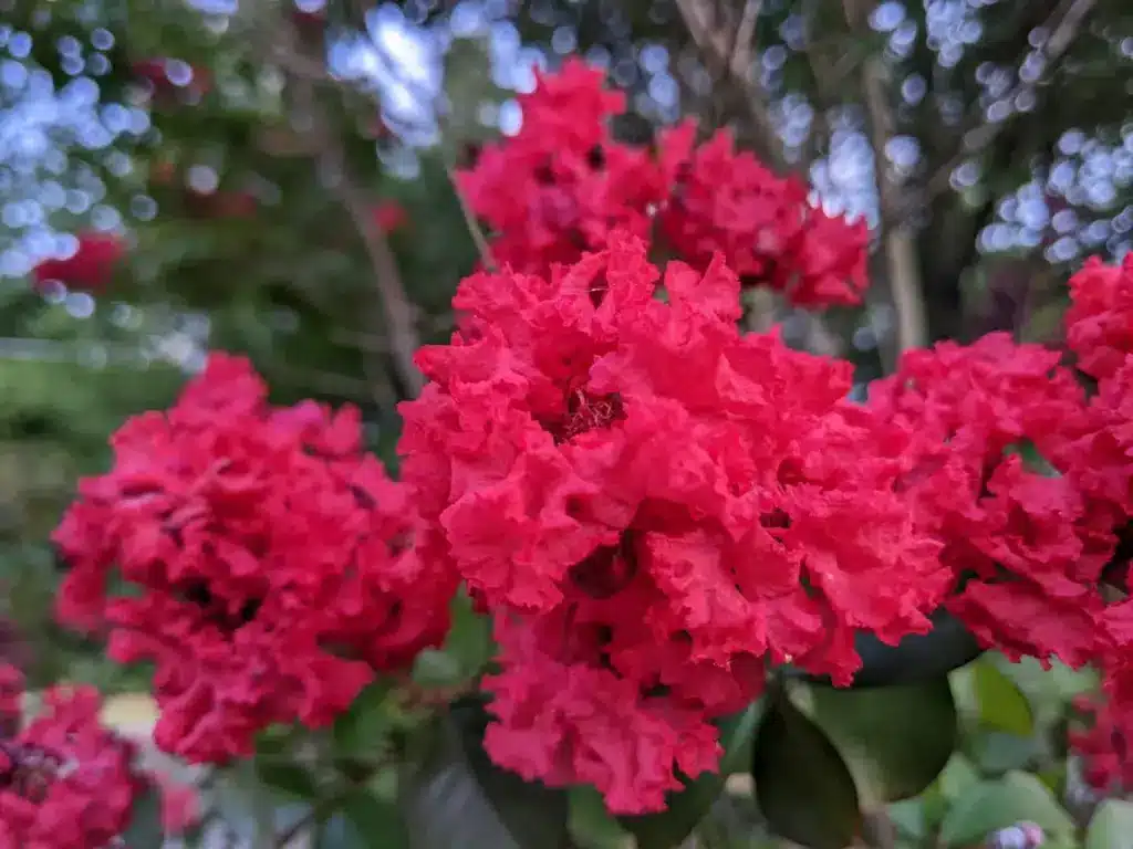 Crepe Myrtles 