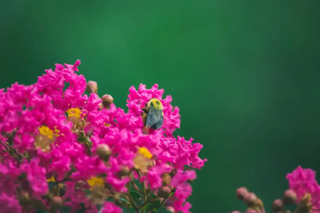 Crepe Myrtles With a Twist!