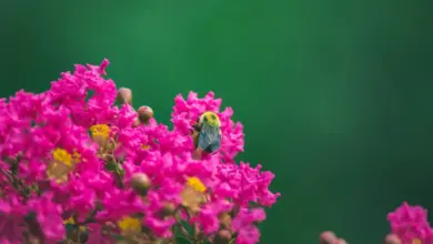 Crepe Myrtles With a Twist!