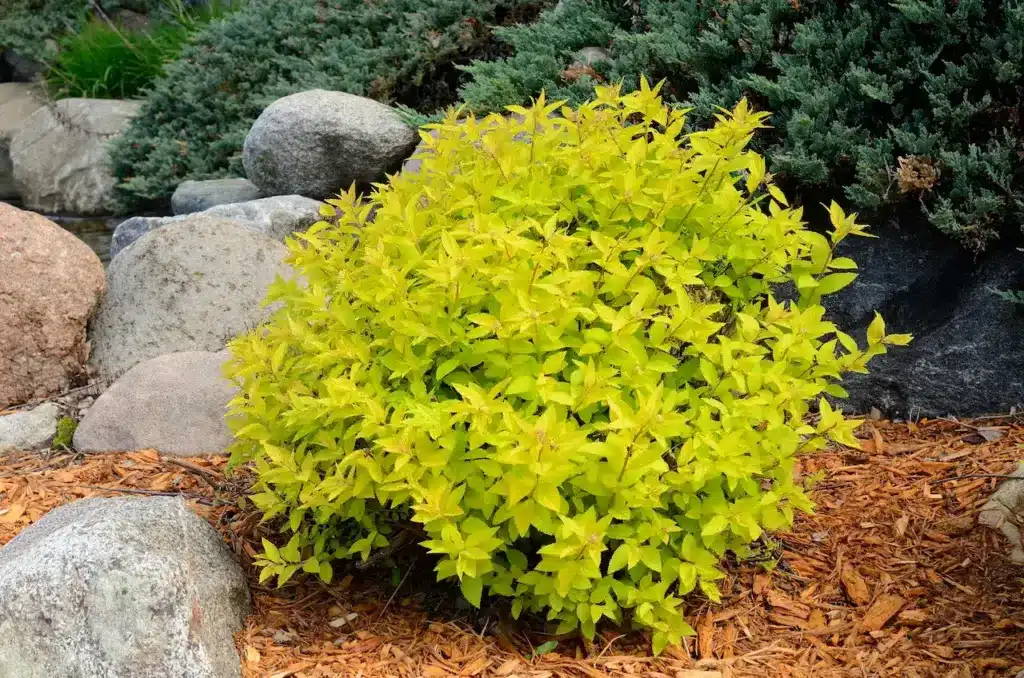 Double Play Gold Spirea 