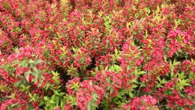 Great Foliage for Flower Gardens