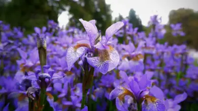 Iris for Foliage Lovers