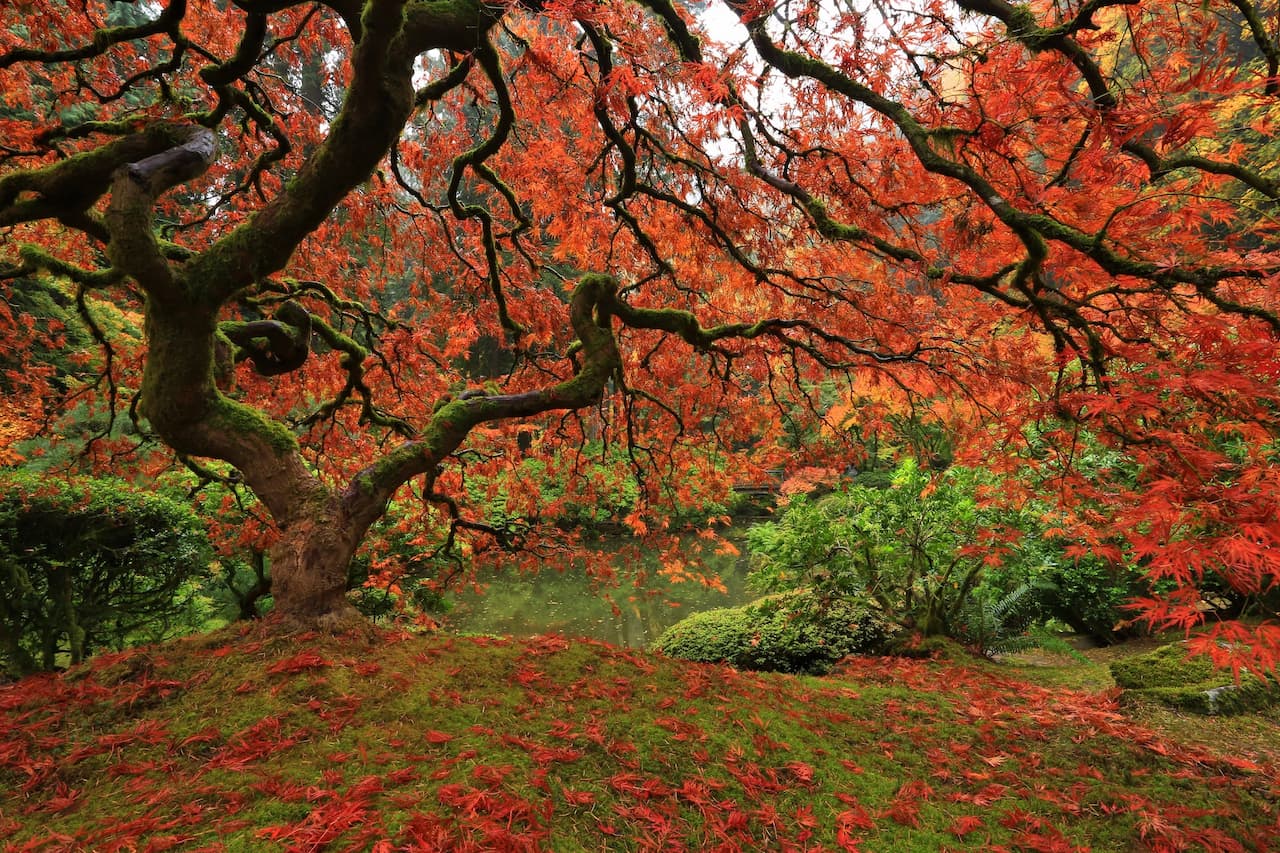 How to Prune Japanese Maples? | Garden Care