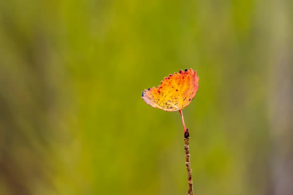 Last Leaf Standing