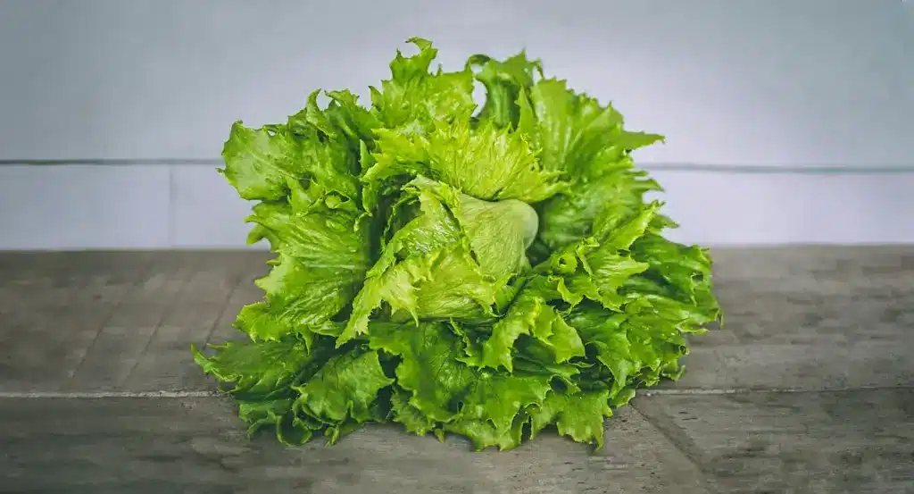 Lettuce Use Beautiful, Edible Foliage Too