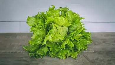 Lettuce Use Beautiful, Edible Foliage Too