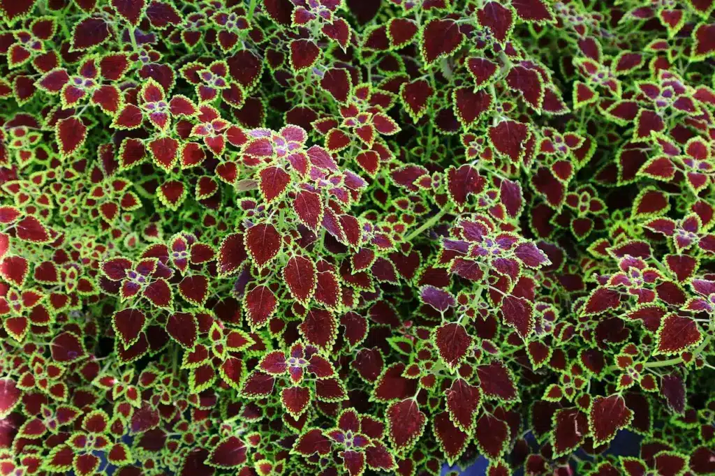 Limitless Ways to Satisfy Your Coleus Cravings