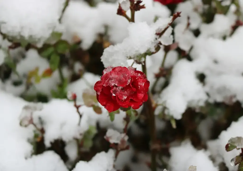 Winter Roses 