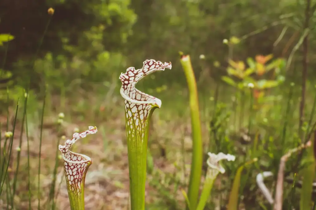 Crimson Pitcher Plants in the Forest 