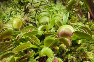 How Does A Venus Fly Trap Work