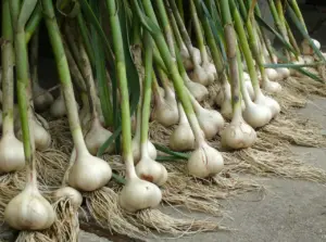 A Complete Guide to Growing Garlic