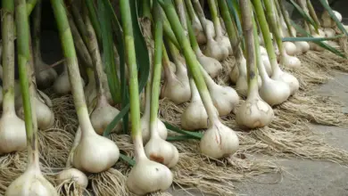 A Complete Guide to Growing Garlic