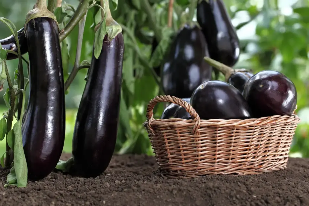 Basket Full of Newly Harvested Eggplants 