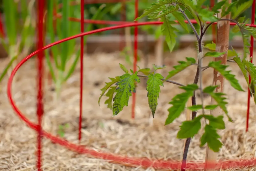 Building The Perfect Tomato Cage