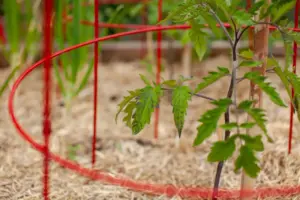 Building The Perfect Tomato Cage