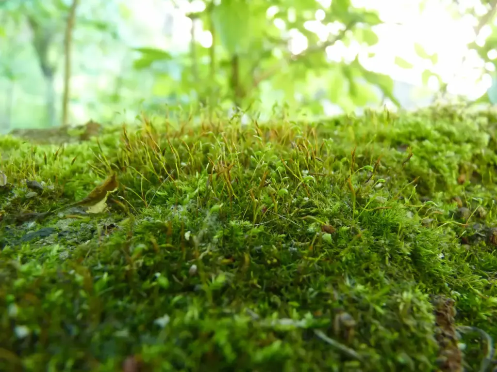 Close up Picture of Green Moss on the Ground