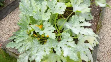 Common Causes of White Spots on Zucchini Foliage