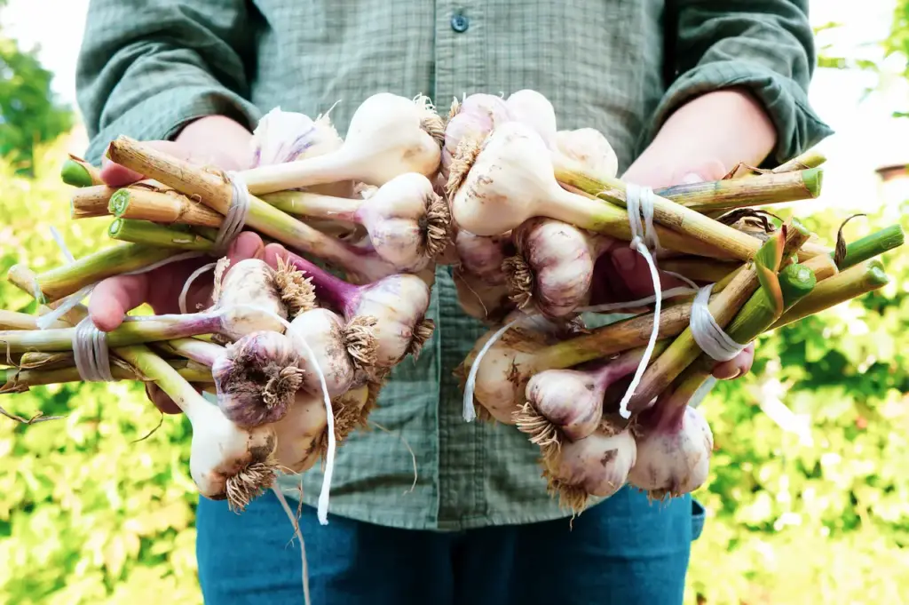 Farmer Harvesting Fresh Garlic 
