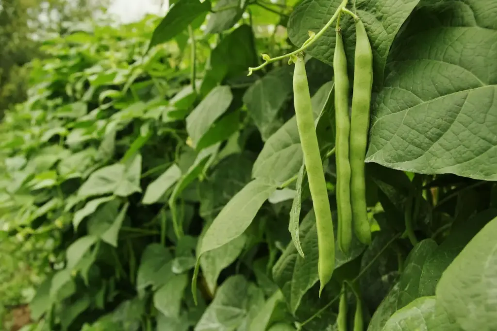 Green Beans Image