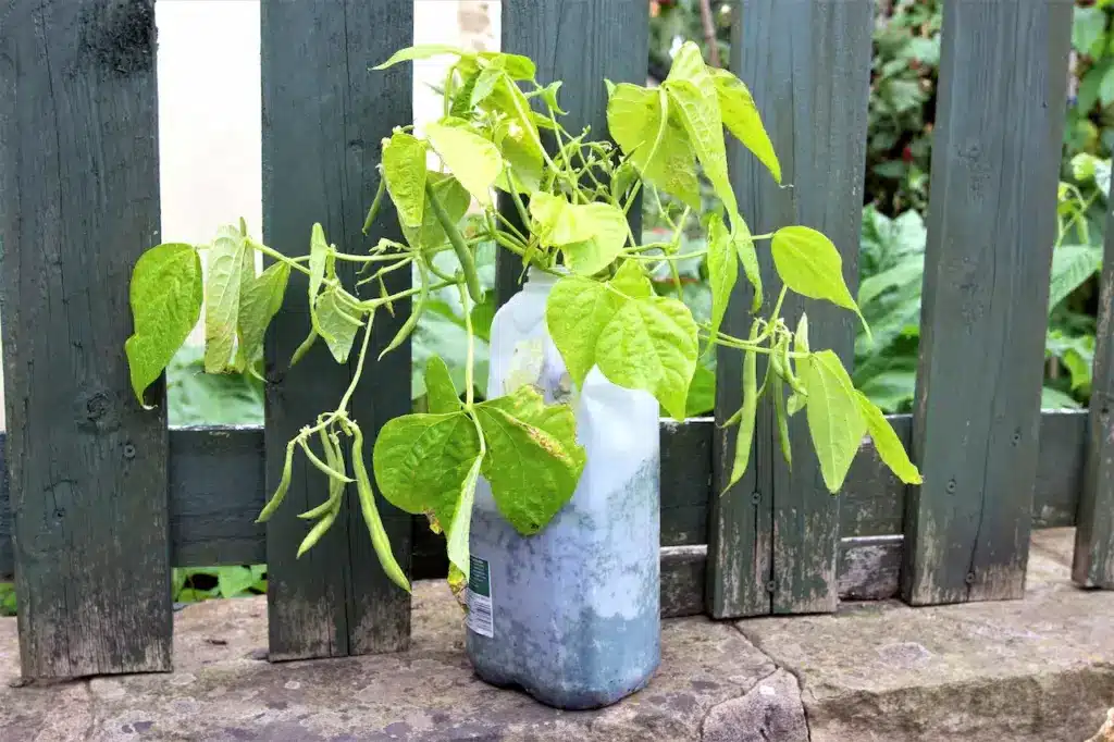 Grow Green Beans Next to a Fence 