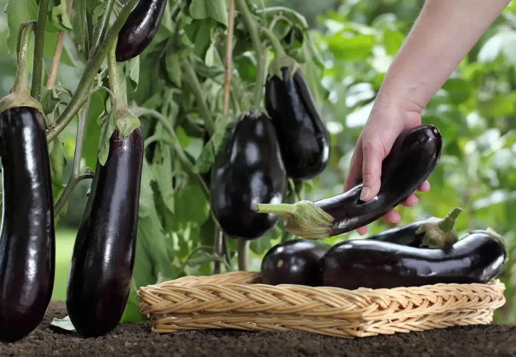 Farmer Harvesting Eggplants 