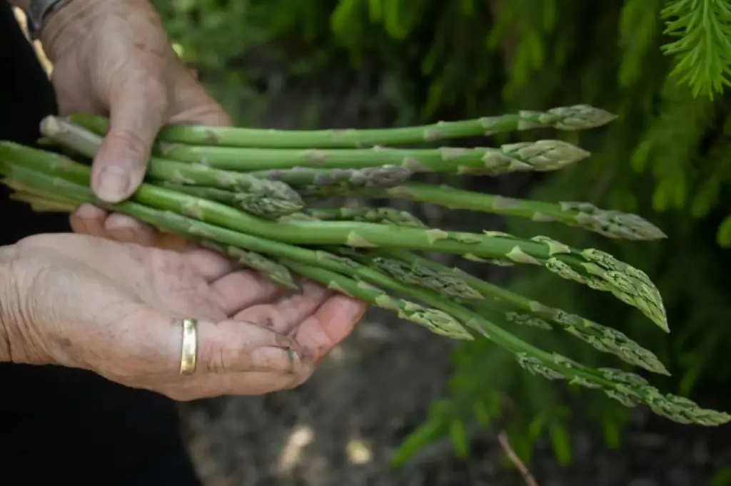 Asparagus in the Hand. How Do I Grow Asparagus?