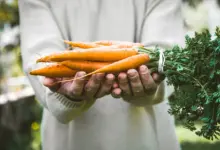 How Do I Grow Carrots? Fresh Organic Carrots in Farmers Hands