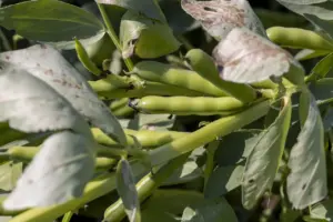 Beans Plant. How Do I Grow Green Beans?