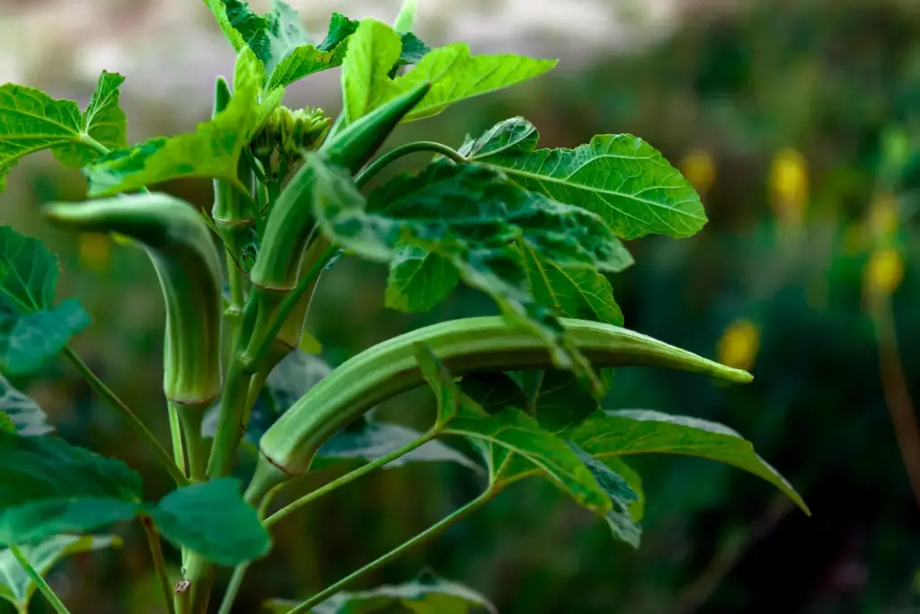 Okra Plant. How Do I Grow Okra?