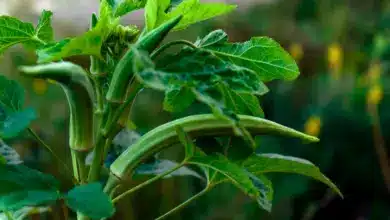 Okra Plant. How Do I Grow Okra?