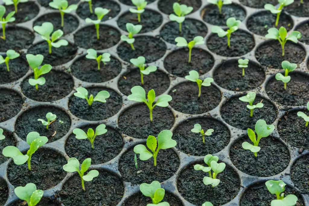 Seed Starting Essentials Young Seedlings In Tray