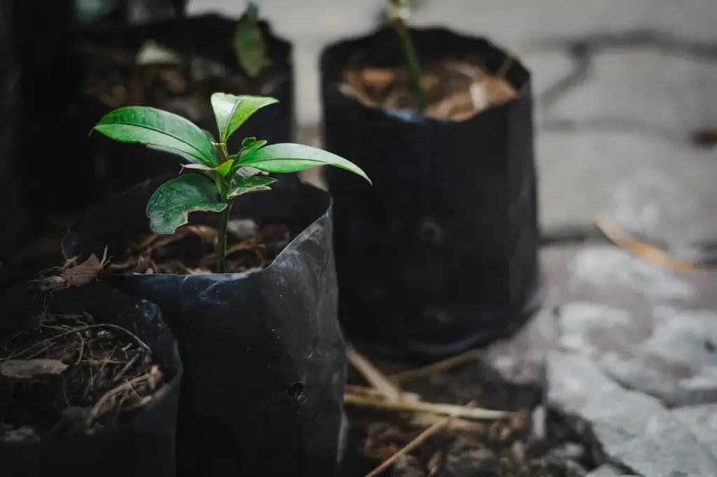 A Small Seedling In A Grow Bag