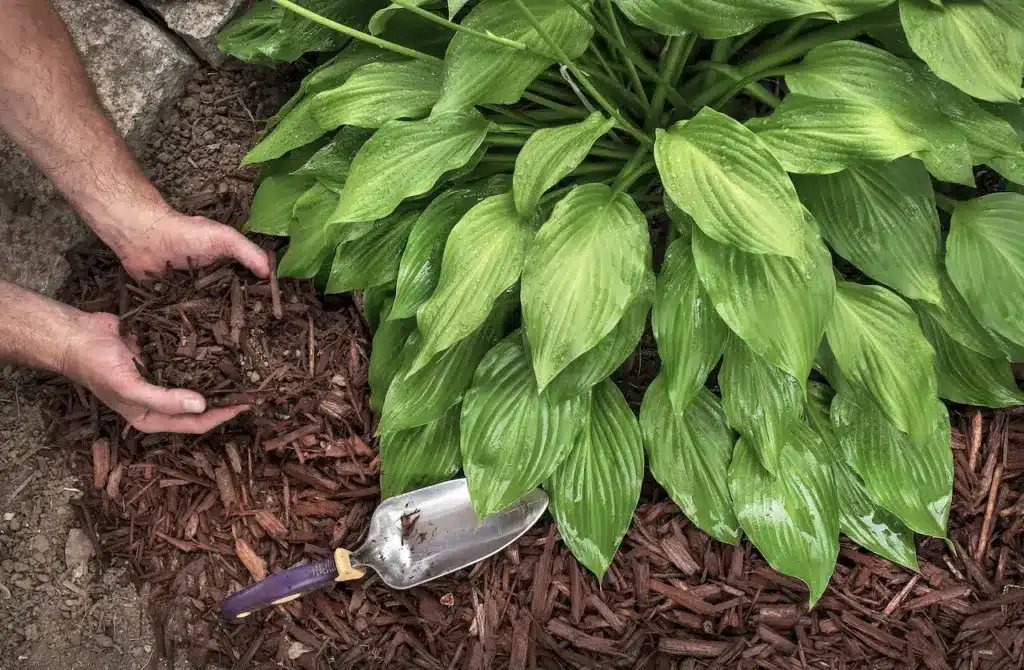 Shredded Leaf Mulch 