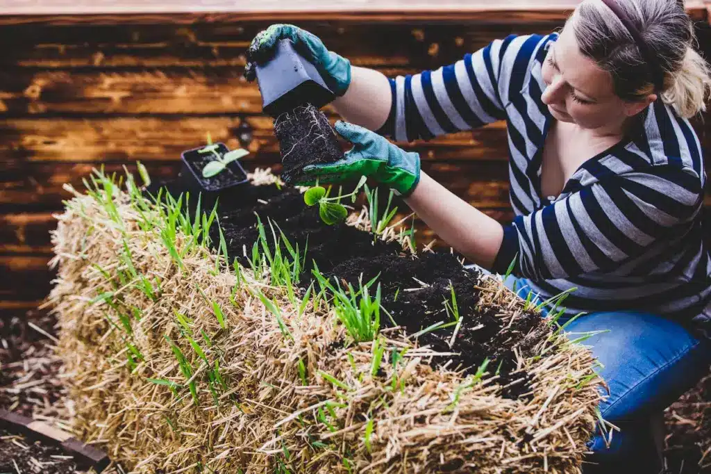 Straw Bale Gardening Affordable Food Growing