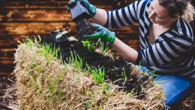 Straw Bale Gardening Affordable Food Growing