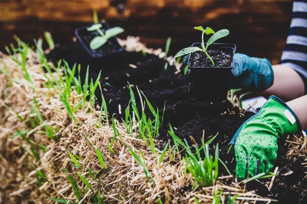 Straw Bale Ground Gardening 