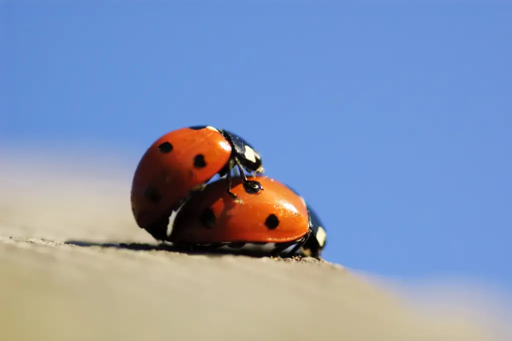 Two Lady Bug Mating 