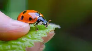 Understanding the Ladybug's Life Cycle