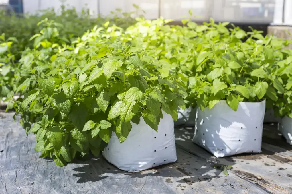 White Bag with Plant 