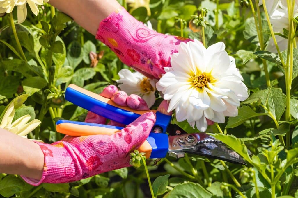 Dahlia Flower Care 