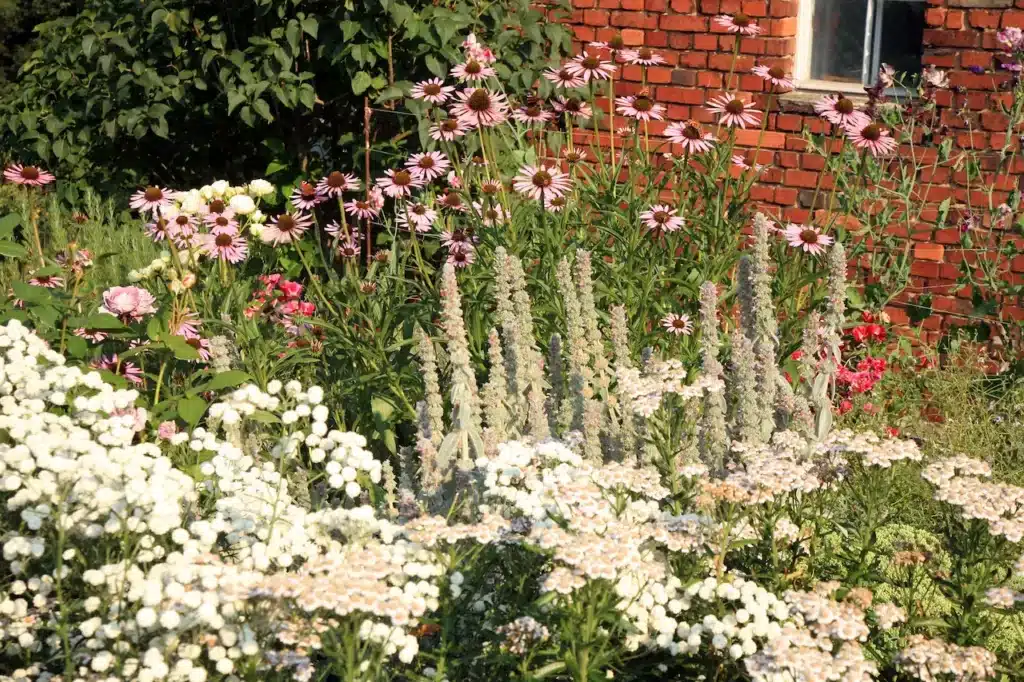 Garden Flower 