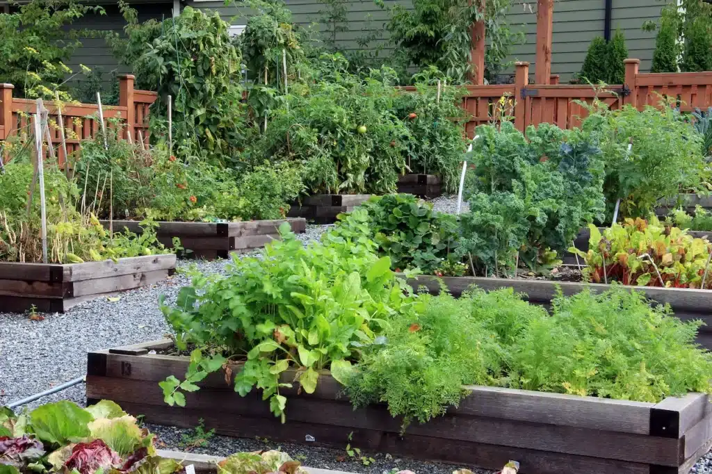 Garden Full of Vegetables Plants 