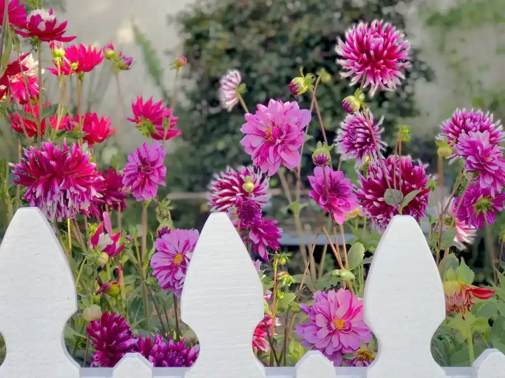 How to Grow Dahlias by the Bunch 