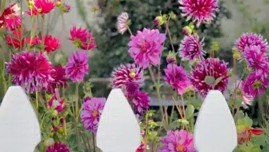 How to Grow Dahlias by the Bunch