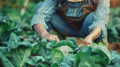 Plants for Leafy Greens