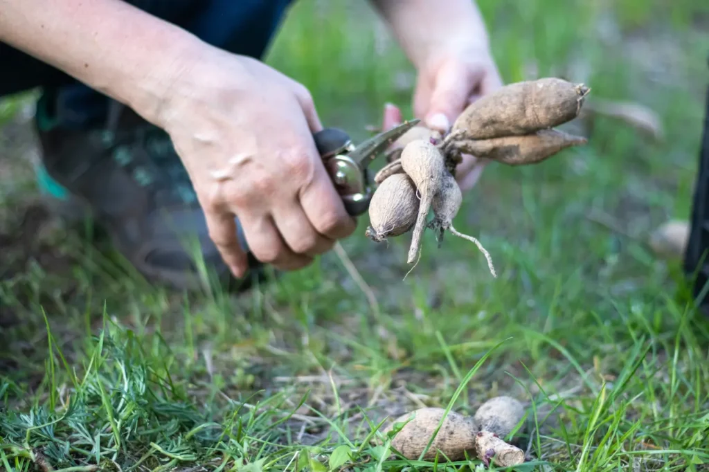 Repotting Dahlia Plants 