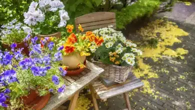 What to Plant for Your Fall Garden