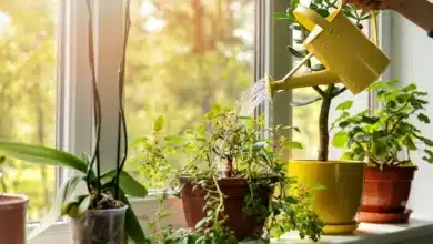 8 Easy Ways to Protect & Care Your Plants